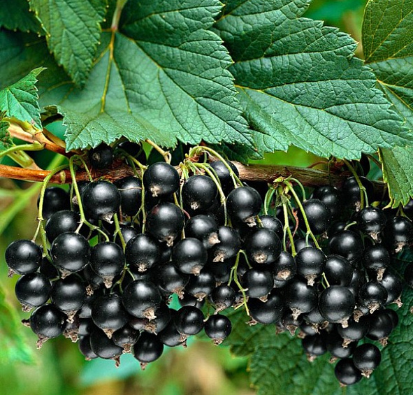 Смородина черная 'Селеченская 2'