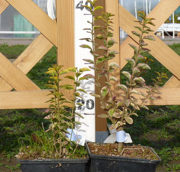 Бересклет Форчуна (зеленолистный)