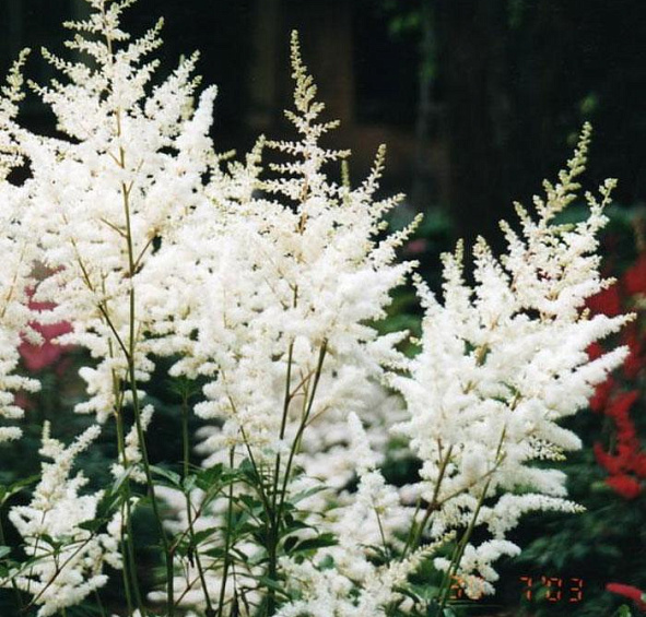 Астильба простолистная Уайт Сенсейшн