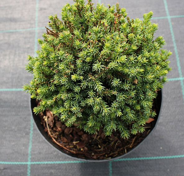 Ель сизая (канадская, белая) 'Блу Планет'