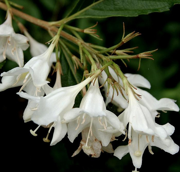 Вейгела 'Кандида'