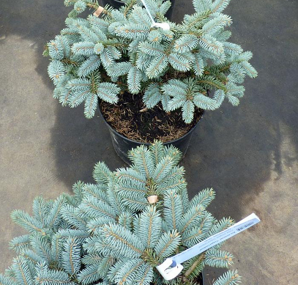 Ель колючая 'Глаука Глобоза'