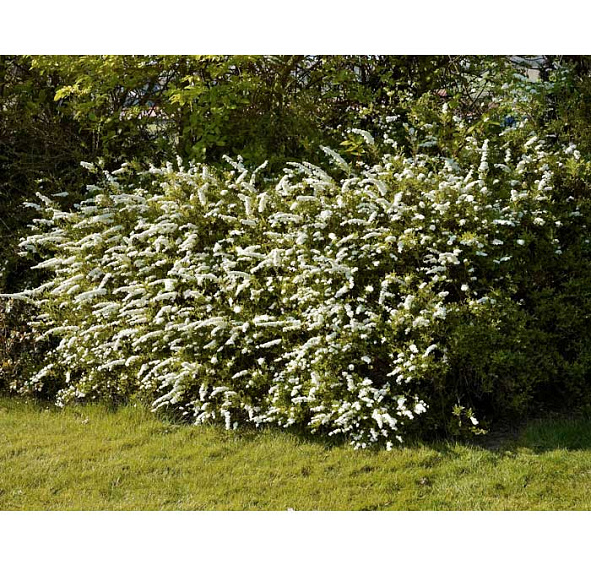 Спирея серая (пепельная) 'Грефшейм'