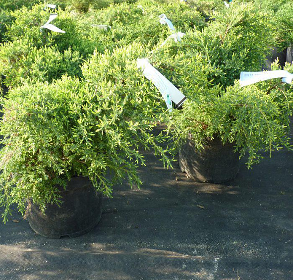 Можжевельник пфитцериана 'Голд Стар'