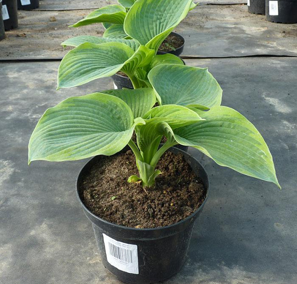 Хоста гибридная (вздутая, волнистая) 'Самурай'