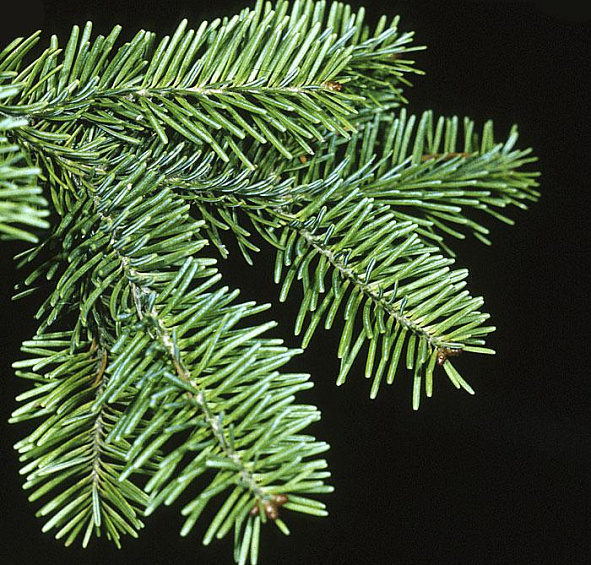 Пихта бальзамическая 'Нана'