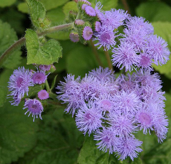 Агератум Хоустона Перл Блу