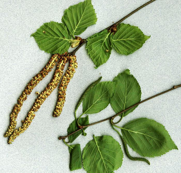 Береза бумажная