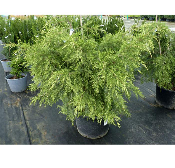 Можжевельник китайский 'Куривао Голд'