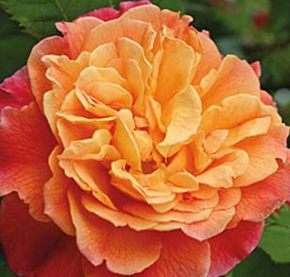 Роза 'Алоха' (плетистая, шраб) (персиковая)