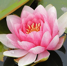 Кувшинка 'Фабиола'