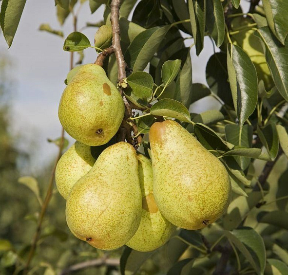 Груша 'Вильямс'