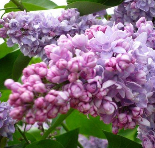 Сирень обыкновенная 'Эмиль Лемуан' (лилово - розовая)