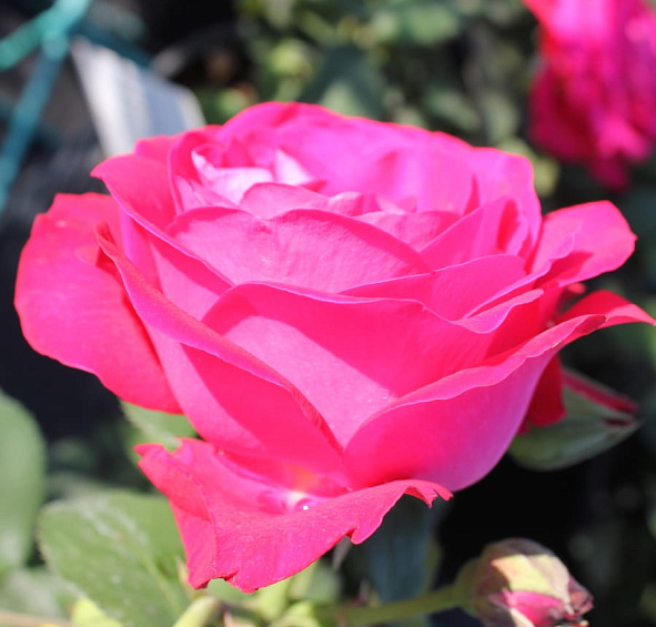 Роза 'Доминика' (чайно-гибридная) (красная)