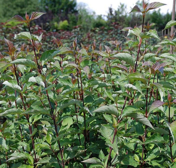 Дерен белый 'Кессельринги'