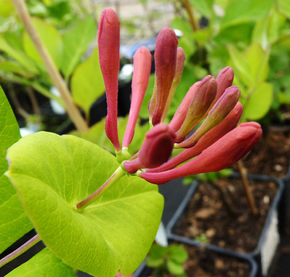 Жимолость вьющаяся Гекрота (Lonicera Heckrottii)