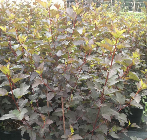 Пузыреплодник калинолистный 'Винус'