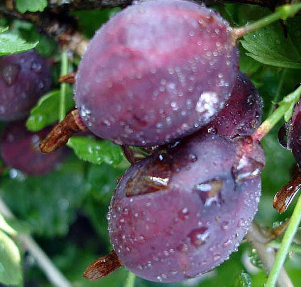 Крыжовник 'Садко'