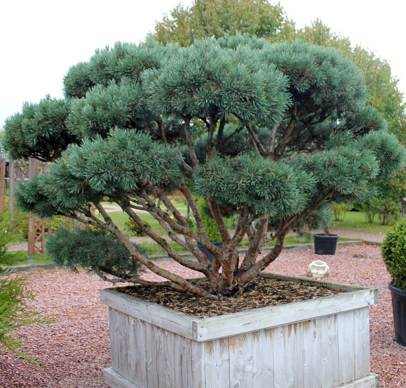 Сосна обыкновенная 'Ватерери' бонсай