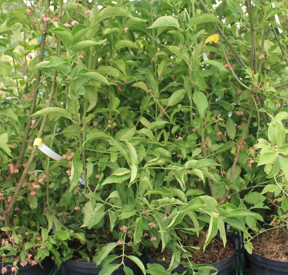 Бересклет европейский 'Рэд Каскад'