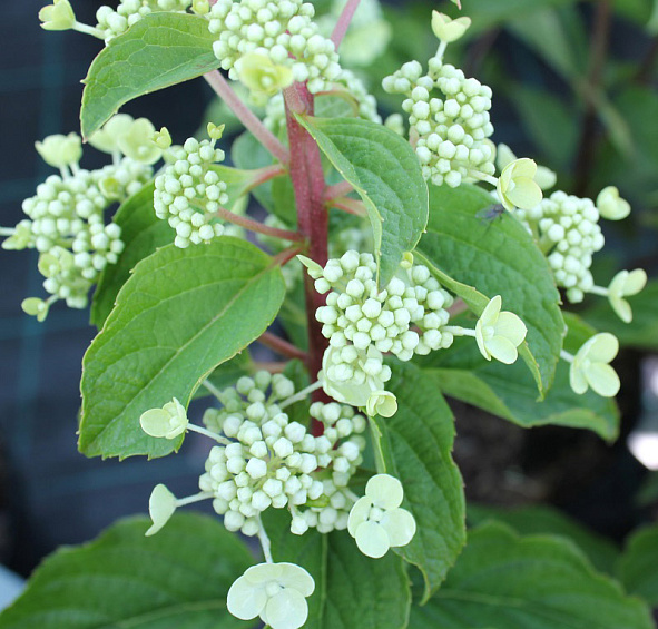 Гортензия метельчатая 'Биг Бен'