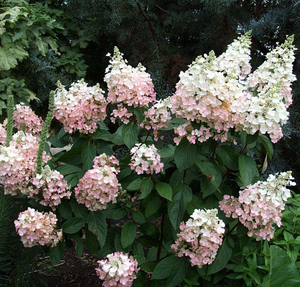 Гортензия метельчатая 'Пинки Винки'