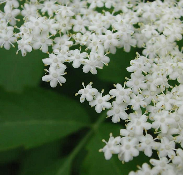 Бузина красная