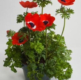 Анемона корончатая (Ветреница) 'Хармони Скарлет' (красная)