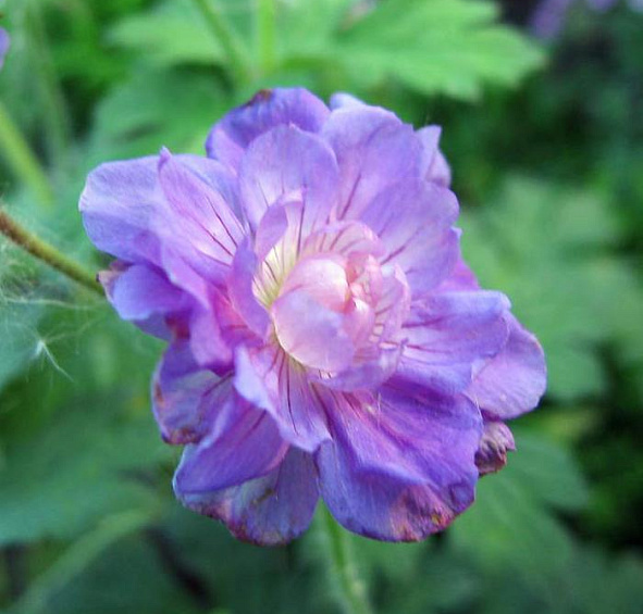 Герань гималайская Пленум