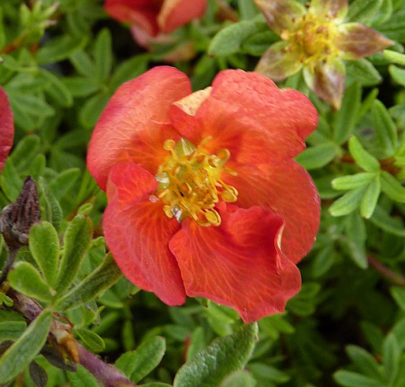 Лапчатка кустарниковая 'Ред Айс'