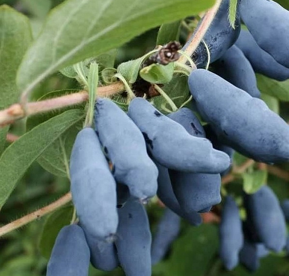 Жимолость съедобная 'Роксана'