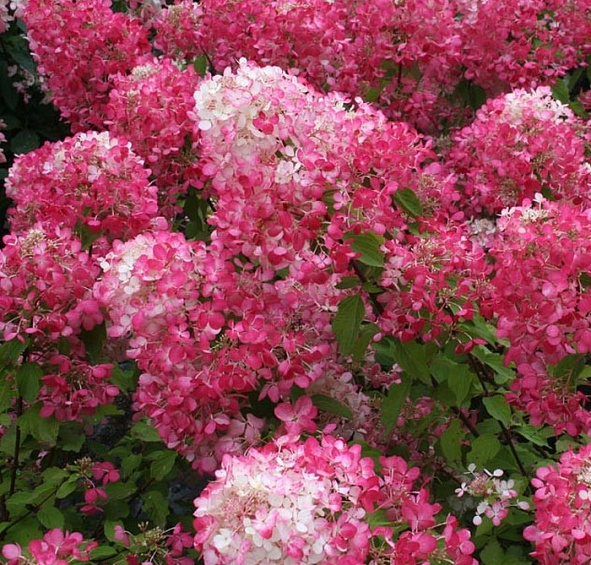 Гортензия метельчатая 'Даймонд Руж'