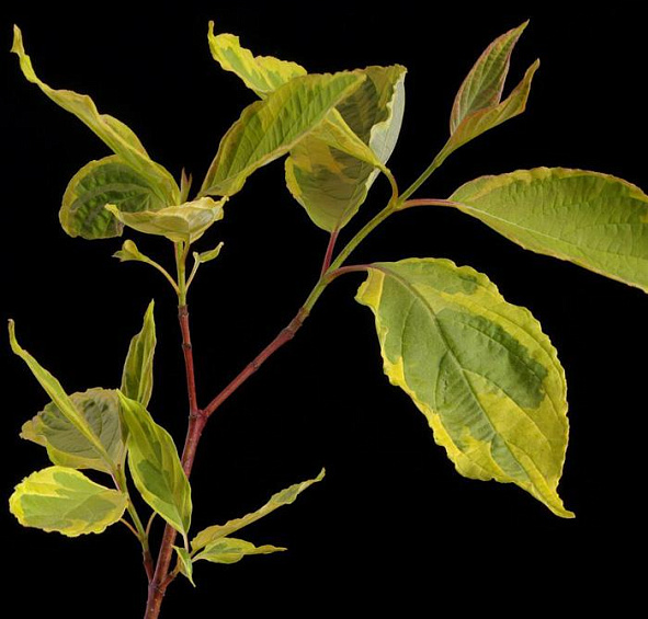 Дерен белый 'Гоучалти'