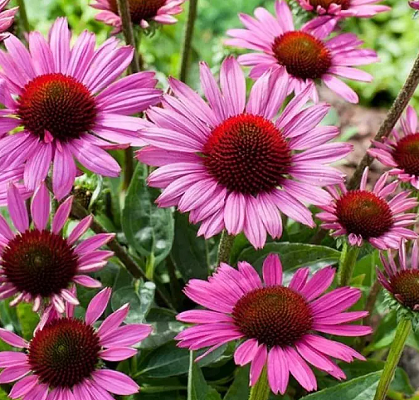 Эхинацея пурпурная 'Магнус'