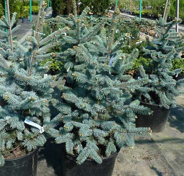 Ель колючая 'Хупси'