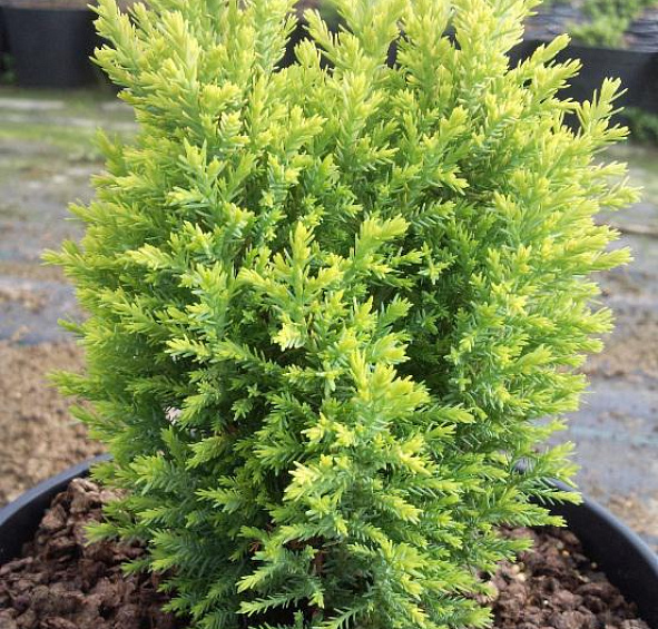 Можжевельник обыкновенный 'Голд Кон'