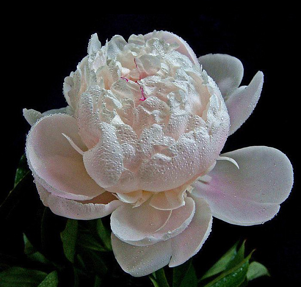 Пион Ширли Темпл