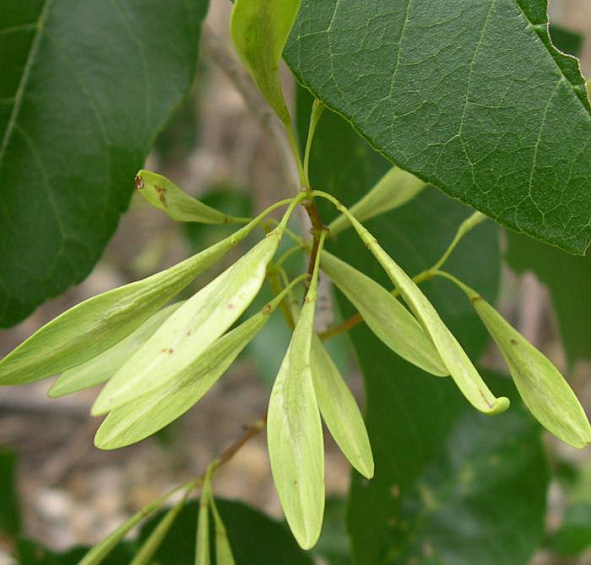 Ясень пенсильванский 'Саммит'