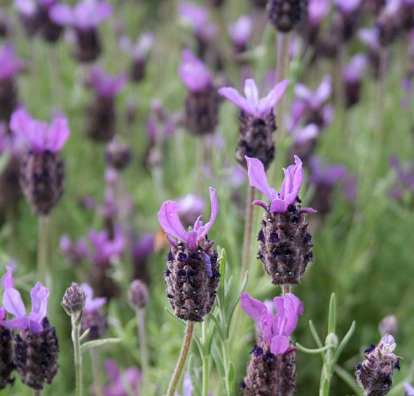 Лаванда Фатхед