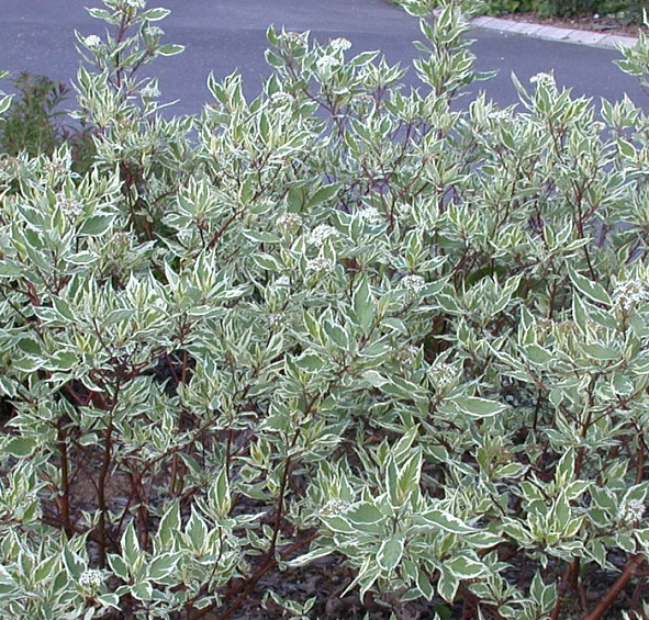 Дерен белый 'Сибирика Вариегата'