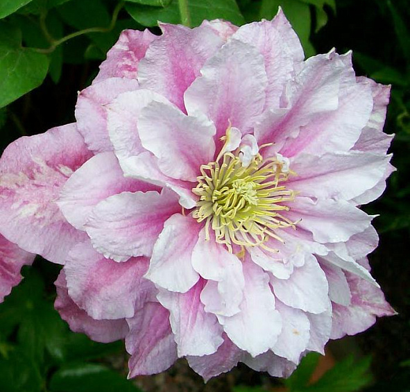 Клематис 'Пиилу'