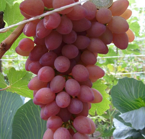 Виноград Водограй