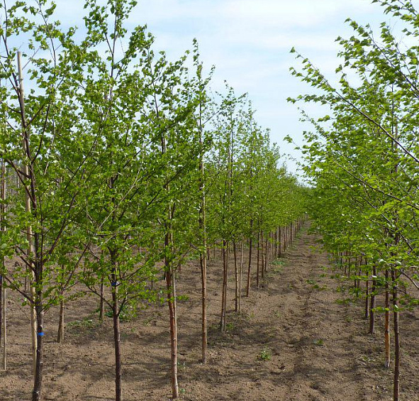 Береза повислая 'Звитсерс Глори'