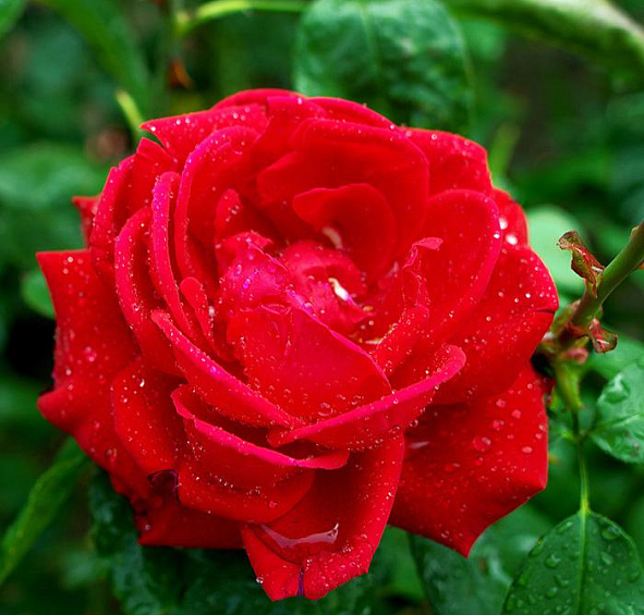 Роза Скарлет (Scarlet)