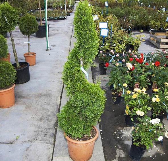 Туя западная 'Смарагд' спираль