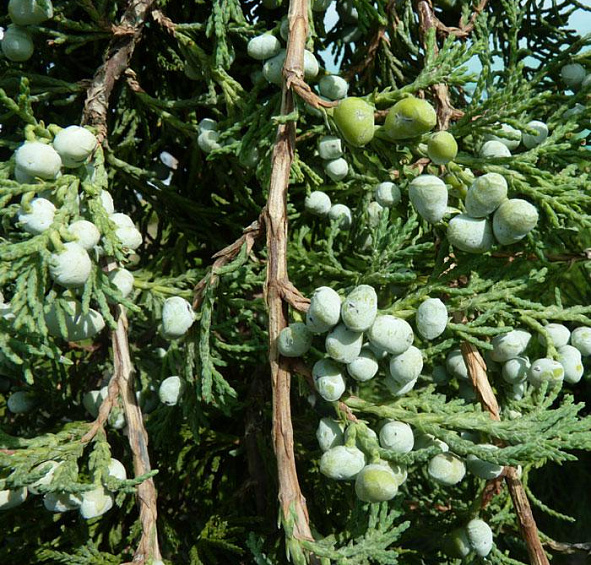 Можжевельник горизонтальный Вилтонии (Wiltonii)