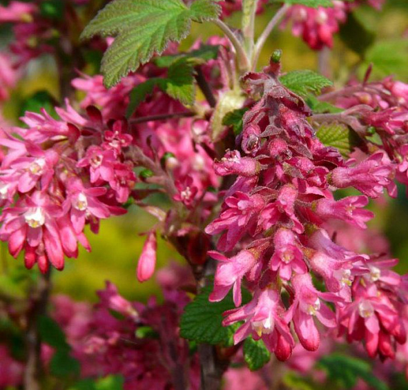 Смородина кроваво-красная 'Кинг Эдвард VII'