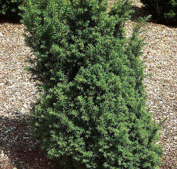 Тис ягодный 'Оверейндери'