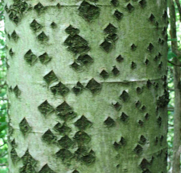 Тополь белый