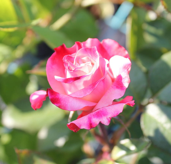 Роза 'Ностальжи' (чайно- гибридная) (бело - красная)